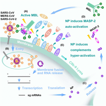 Fig 6.