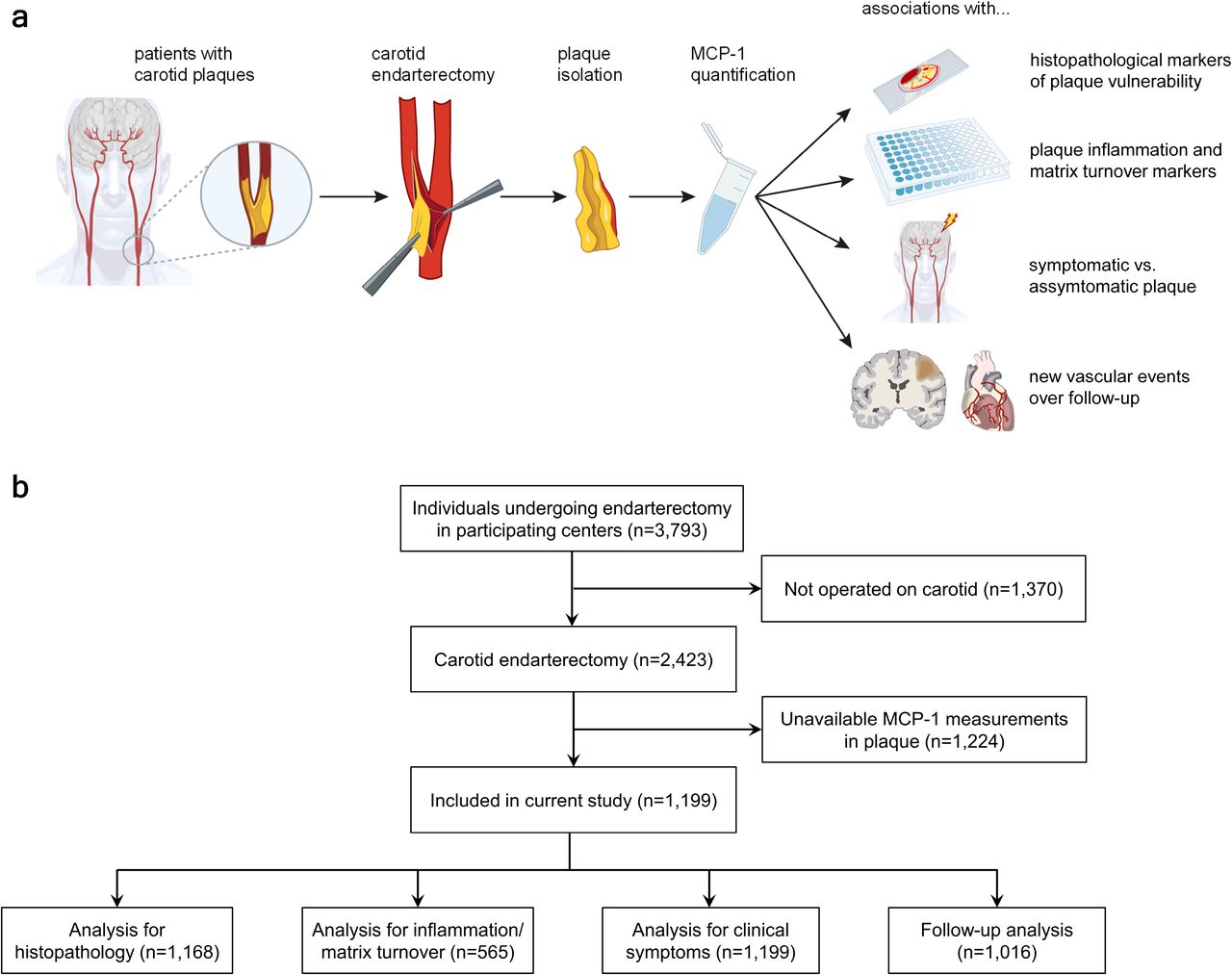 Critical Role for Monocyte Chemoattractant Protein-1 and Macrophage  Inflammatory Protein-1α in Induction of Experimental Autoimmune Myocarditis  and Effective Anti–Monocyte Chemoattractant Protein-1 Gene Therapy