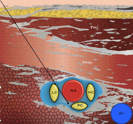 Figure 1b.