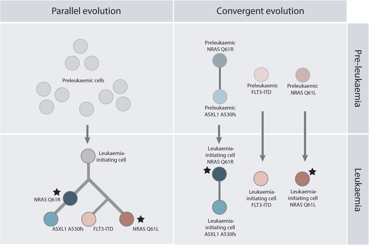 Converging Molecular Evolution In Acute Myeloid Leukaemia Medrxiv