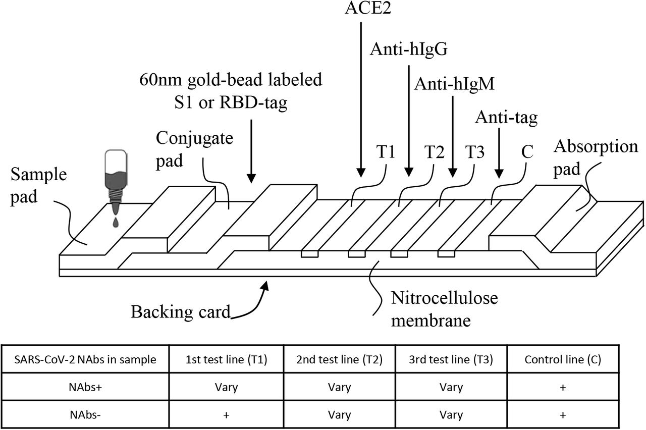 Lateral flow assay with pressure meter readout for rapid point-of-care  detection of disease-associated protein - Lab on a Chip (RSC Publishing)