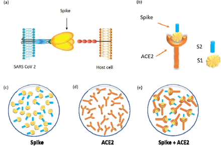 Рнк sars cov 2. Spike Protein SARS cov 2. Spike glycoprotein. Забор материала на коронавирус. Схема морфология SARS-cov 2.