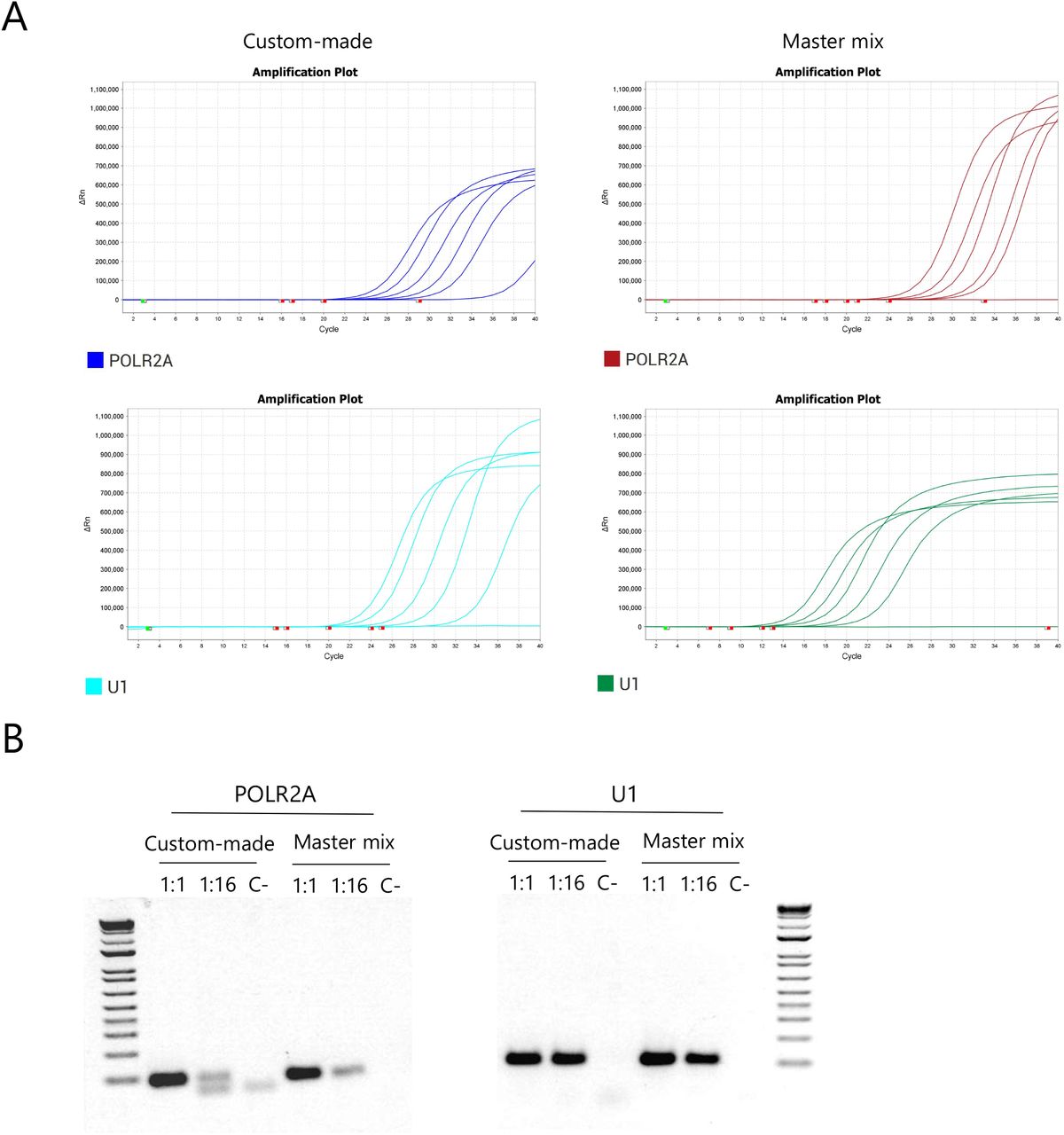 Selection of a human housekeeping gene to be used as internal control. (A) Representative amplification curves for POLR2A and U1 using both the custom-made mix and the INBIO master mix. (B) Agarose gel electrophoresis of the products obtained after qPCR of 1:1, 1:16 dilutions and the negative control respectively, for each primer pair using both mixes. 