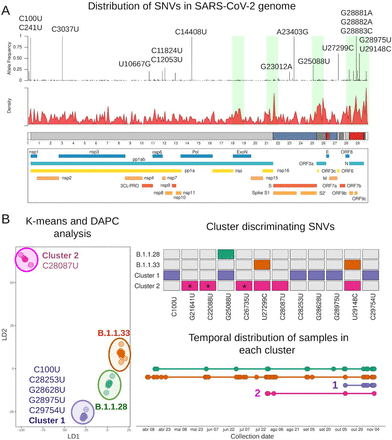 Genomic Characterization Of A Novel Sars Cov 2 Lineage From Rio De Janeiro Brazil Medrxiv