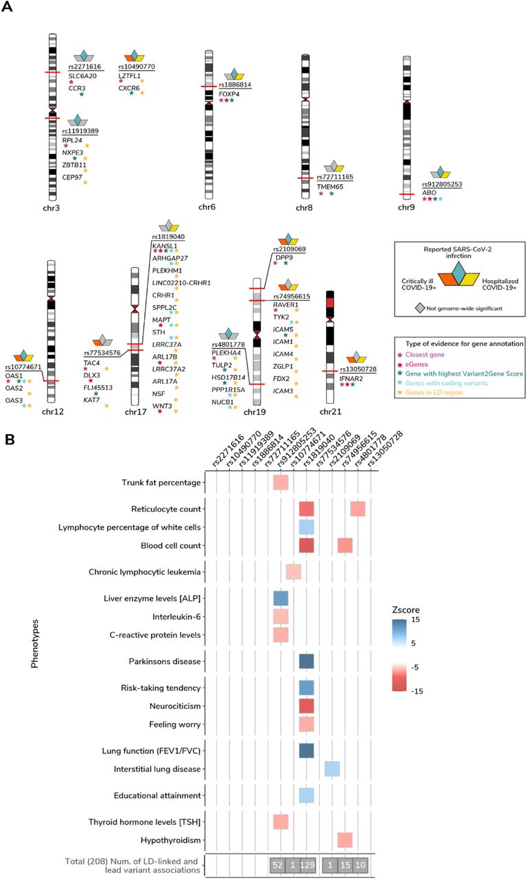 Mapping the human genetic architecture of COVID-19