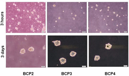 Figure 2: