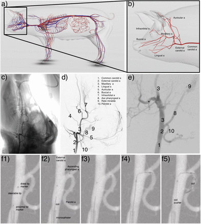 Figure 6: