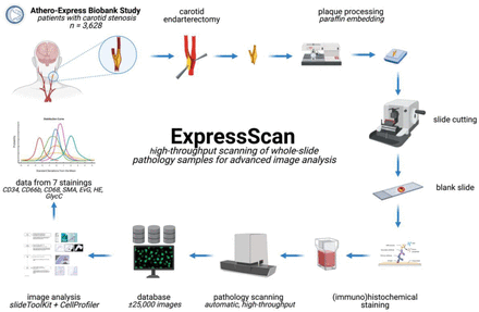 Figure 1A.