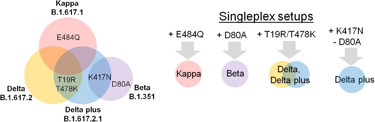Quantitative SARS-CoV-2 tracking of variants Delta, Delta plus, Kappa Beta in wastewater by allele-specific RT-qPCR |