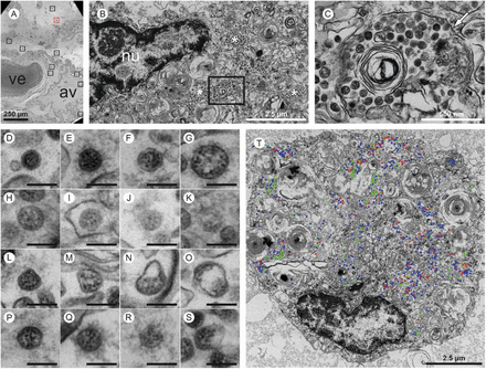 Figure 5: