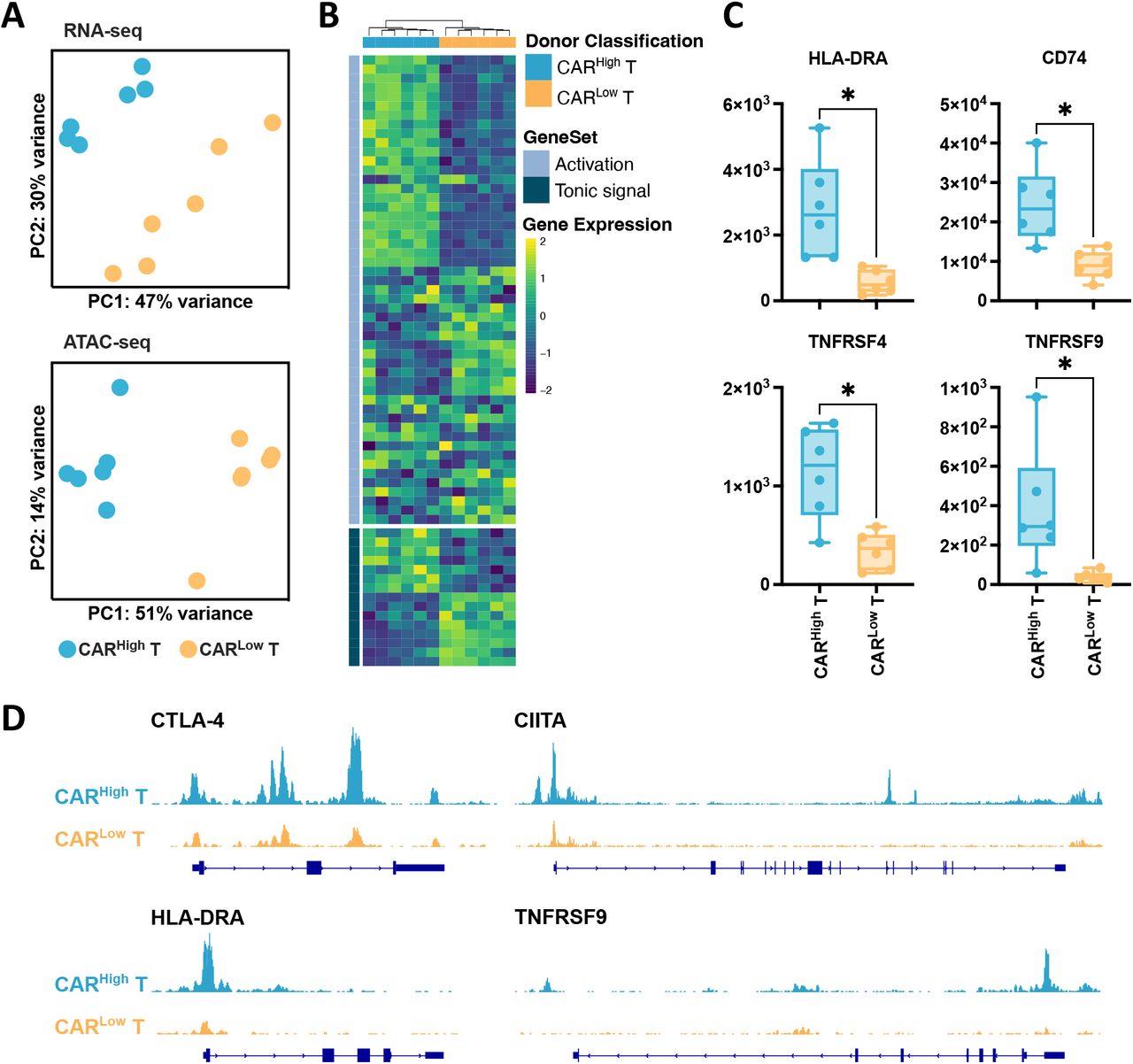 CAR Density Influences Antitumoral Efficacy of BCMA CAR T cells and  Correlates with Clinical Outcome