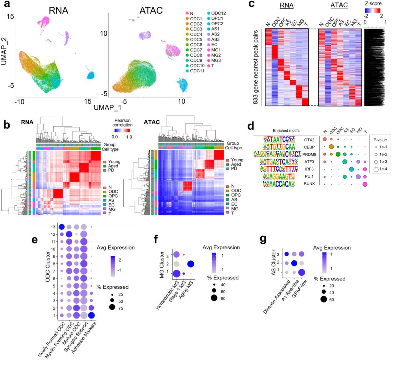 Single-nucleus RNA and ATAC sequencing reveals the impact of