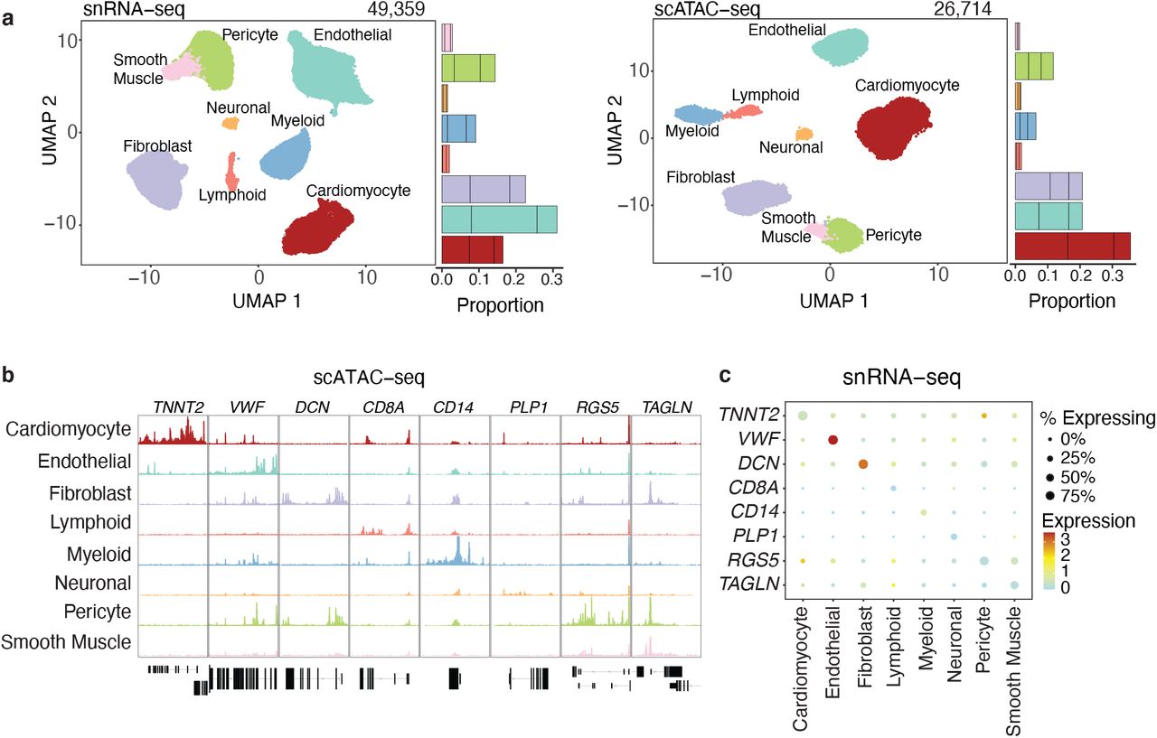 Single-Cell Epigenomics and Functional Fine-Mapping of