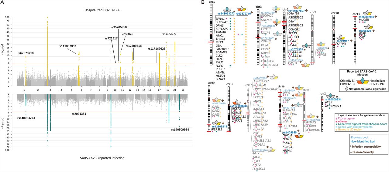 Mapping the human genetic architecture of COVID-19