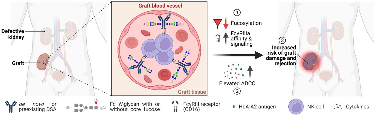 Altered Fc galactosylation in IgG4 is a potential serum marker for