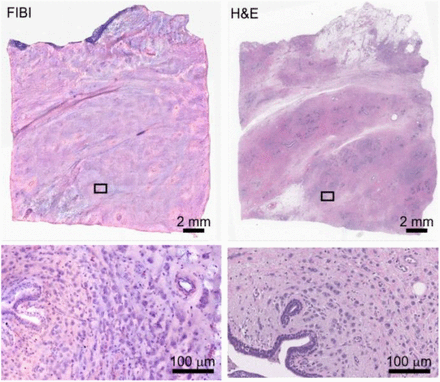 Fig. 5.