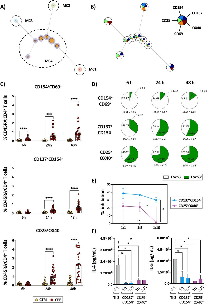Peanut allergens induce an early T cell response driven by CD154 + CD69 + cells and a delayed activation of suppressive regulatory T cells (Tregs) in peanut allergic (PA) subjects. A . Minimal spanning tree visualization of FlowSOM clustering analysis of memory (CD45RA) - CD4 + T cells of PA subjects stimulated with crude peanut extract (CPE) for 6h, 24h, and 48h (n=5). Different nodes indicate the relative size of the cluster identified. Meta-clusters (MC) are indicated with different numbers. B . Intensity of expression of activation markers visualized by a star chart in each node of the FlowSOM clustering analysis (n=5). Each pie height indicates intensity of expression. C . Percentage of the activated populations identified in memory CD4 + T cells unstimulated (CTRL) or stimulated with CPE for 6h, 24h, and 48h (n=30). D . Percentage of Foxp3 - (white) and Foxp3 + (green) CD4 + T cells in the activated populations after CPE-stimulation for 6h, 24h, and 48h (n=13-14). E . Inhibition percentage of CD25 - CD4 + T cell proliferation induced by activated Tregs populations sorted from polyclonally activated PBMCs. Suppression of CD25 - CD4 + T cell proliferation was calculated via CFSE dilution. F . Quantification of IL-4 and IL-5 released by polarized Th2 cells alone or cultured with activated Treg populations sorted from polyclonally activated PBMCs for 72h. In (C) each data point is one individual (mean ± SEM), each point represents the mean ± SEM of three independent experiments performed in triplicate in (E), and bar graphs represent mean + SEM of three independent experiments performed in triplicate in (F). Statistical analyses by mixed-effect analysis with Geisser-Greenhouse correction followed by Tukey’s multiple comparisons test in (C) and (E), and ordinary one-way ANOVA with Geisser-Greenhouse correction followed by Dunnett’s multiple comparisons test in (F). *P 