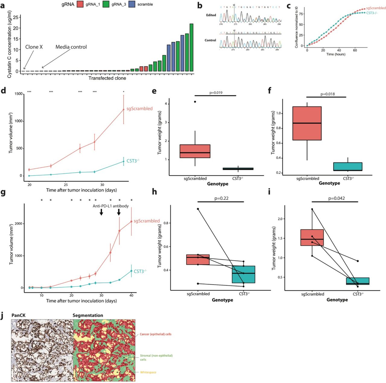 Cystatin C is glucocorticoid responsive, directs recruitment of