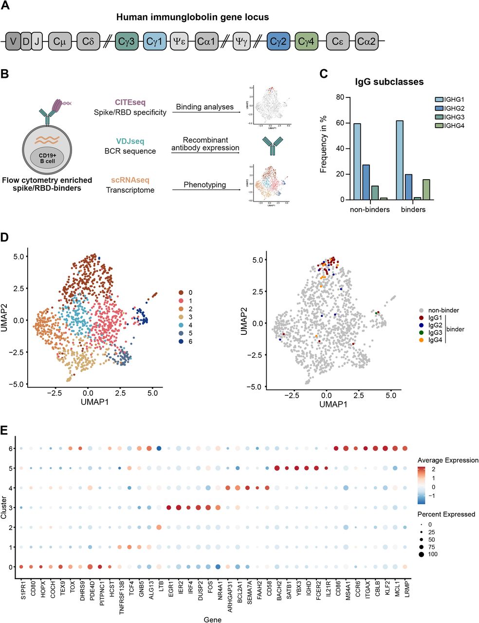 Class switch toward noninflammatory, spike-specific IgG4 antibodies after  repeated SARS-CoV-2 mRNA vaccination