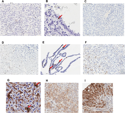 Supplementary Figure 4: